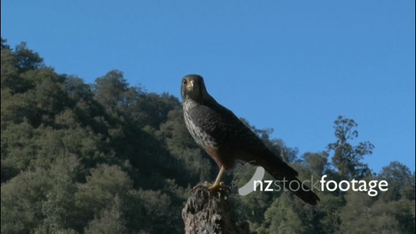 New Zealand Falcon 1 24848